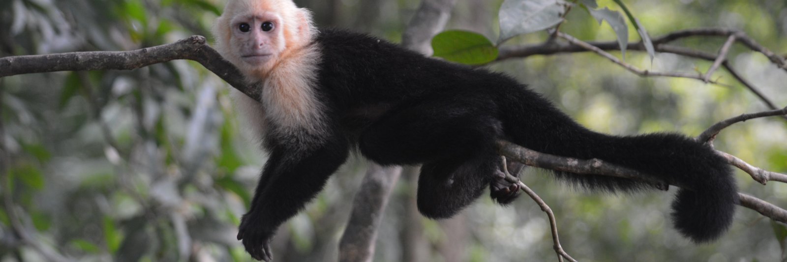 Monkey on a branch