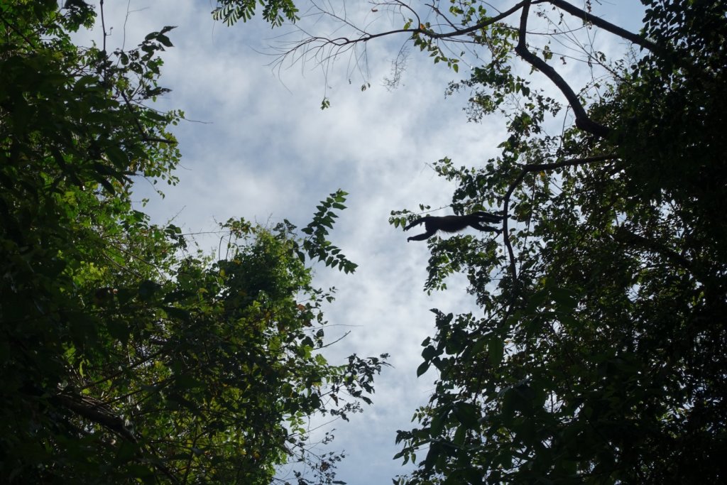 monkey jumping from one tree to another