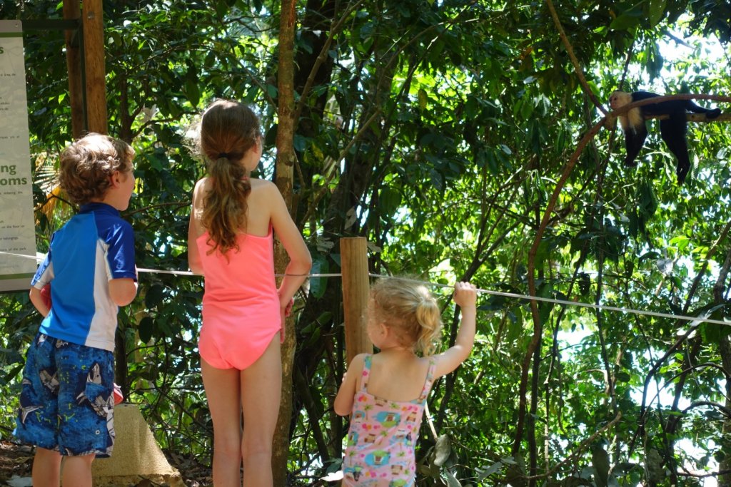 kids watching a monkey in a tree