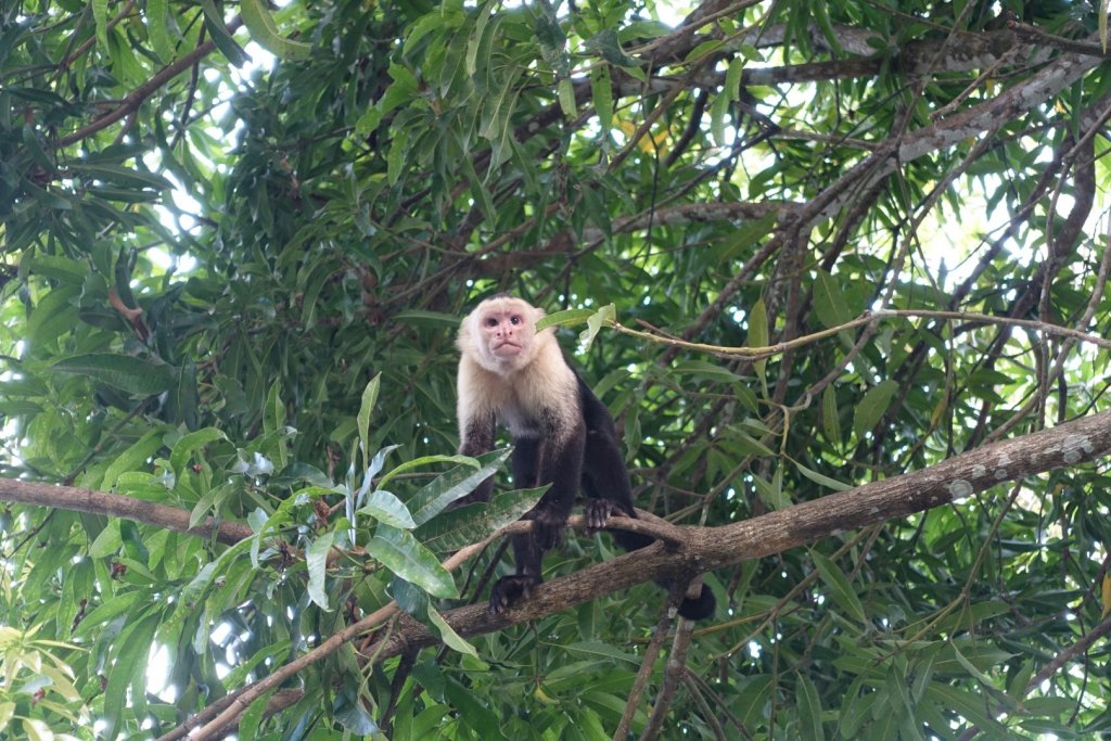 monkey in a tree