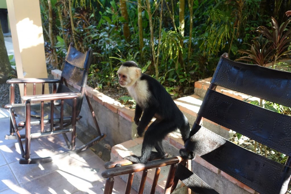 a monkey standing on a chair