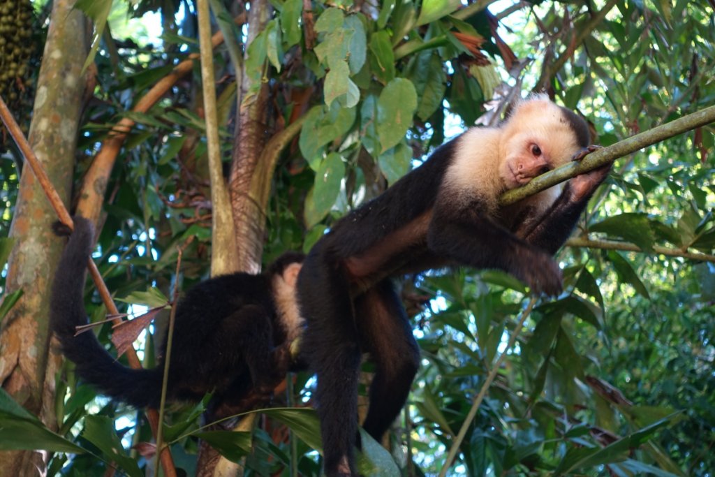 two monkeys on a branch