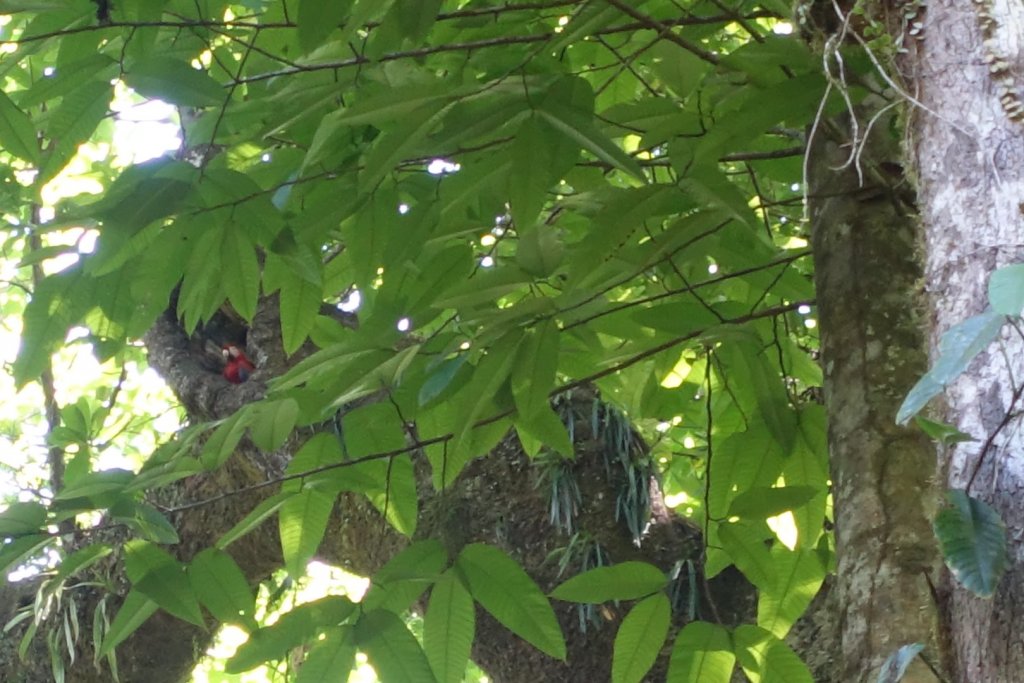 Scarlet macaw in a tree