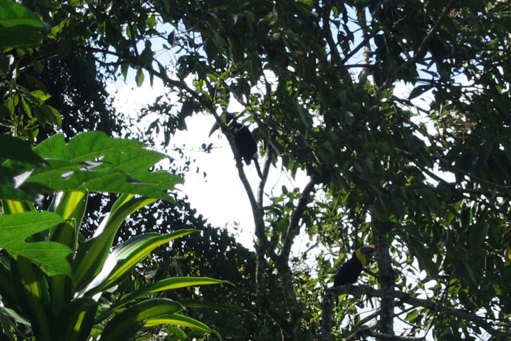 toucans in the trees