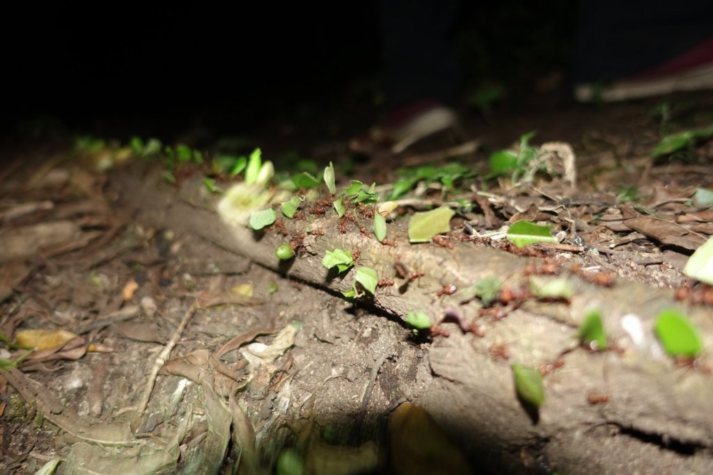 leaf cutter ant colony on a log