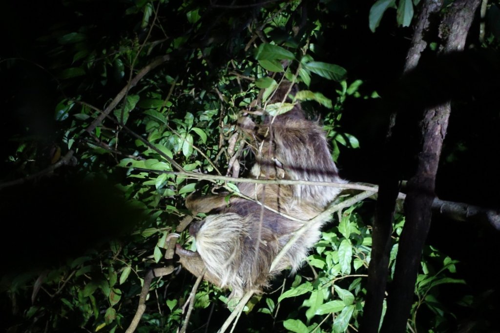 sloth in a tree