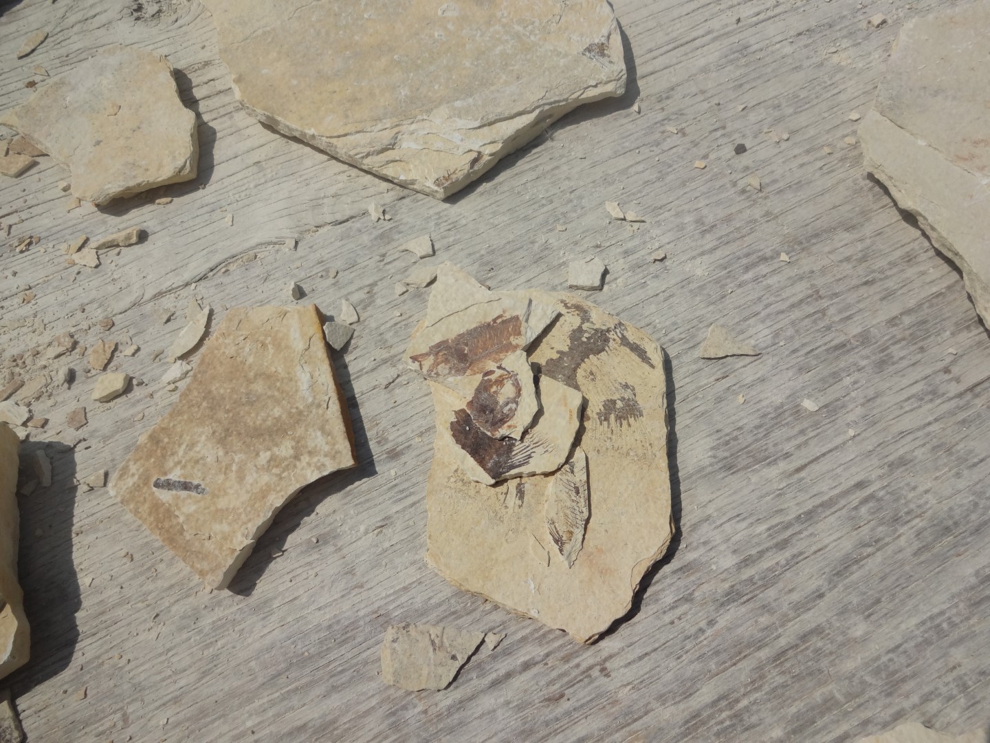 fossil rim dinosaur tracks